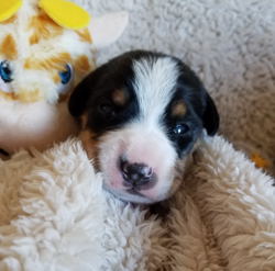 Entle Swiss Mountain dogs for sale in NM